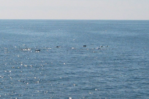 Common dolphins, West of Aran Islands, © LE Ciara, Irish Naval Service